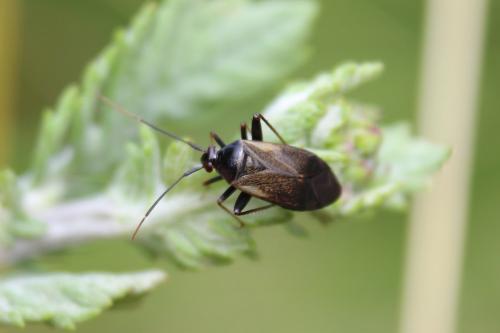 Réf. 219 878 : Adelphocoris seticornis